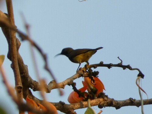 นกกินปลีอกเหลือง · Ornate Sunbird · Cinnyris ornatus