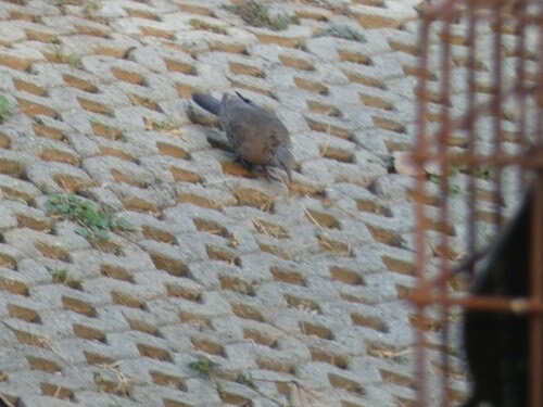 นกเขาใหญ่ · Spotted Dove · Spilopelia chinensis