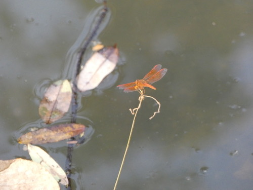 แมลงปอบ้านปีกเปื้อนส้ม · Ditch Jewel · Brachythemis contaminata