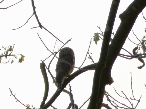 นกเค้าโมง · Asian Barred Owlet · Glaucidium cuculoides