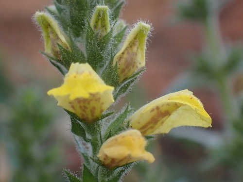 หญ้าน้ำดับไฟ · Lindenbergia philippensis