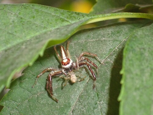 แมงมุมกระโดดหัวแหวนทับทิม · Two-striped Telamonia · Telamonia dimidiata