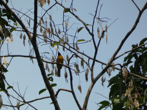 นกปรอดเหลืองหัวจุก · Black-crested Bulbul · Rubigula flaviventris