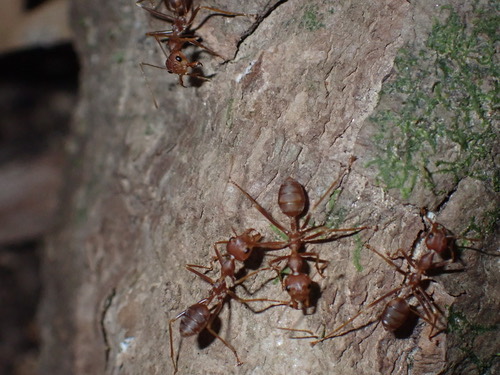มดแดง · Asian Weaver Ant · Oecophylla smaragdina