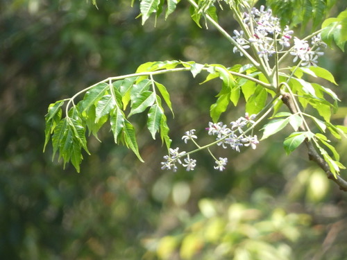 เลี่ยน · Chinaberry · Melia azedarach