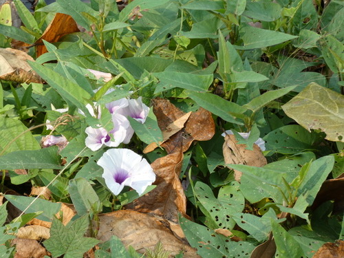 ผักบุ้ง · Water Morning Glory · Ipomoea aquatica
