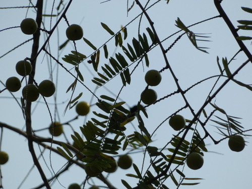 มะขามป้อม · Myrobalan · Phyllanthus emblica