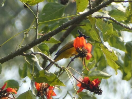 นกปรอดเหลืองหัวจุก · Black-crested Bulbul · Rubigula flaviventris