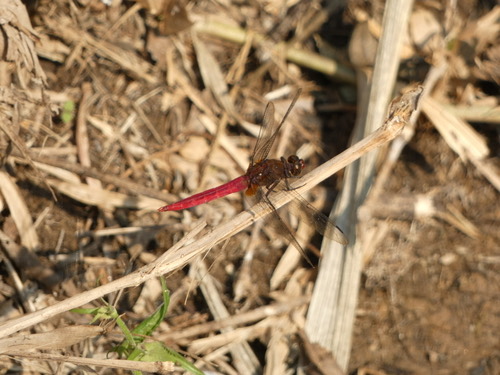 แมลงปอบ้านเสือแดงเลือดนก · Brown-backed Red Marsh Hawk · Orthetrum chrysis