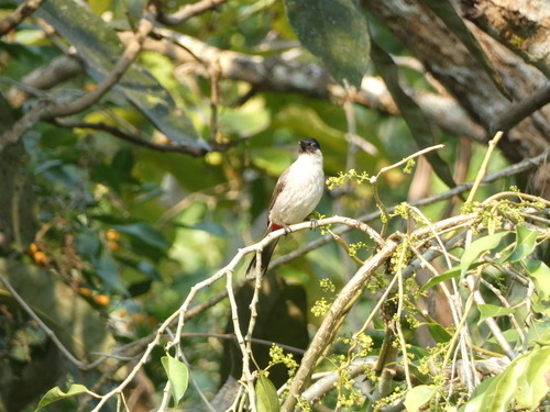 นกปรอดหัวสีเขม่า · Sooty-headed Bulbul · Pycnonotus aurigaster