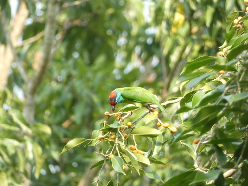 นกโพระดกคอสีฟ้า · Blue-throated Barbet · Psilopogon asiaticus