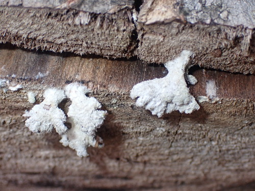 เห็ดแครง · splitgill mushroom · Schizophyllum commune