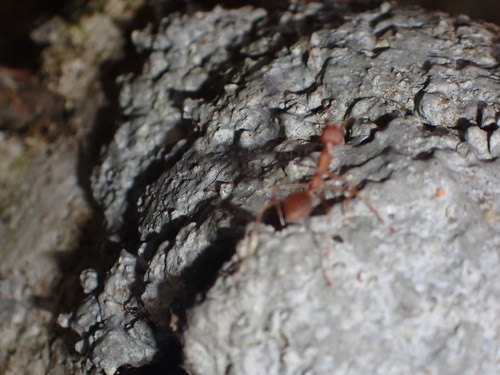 มดแดง · Asian Weaver Ant · Oecophylla smaragdina
