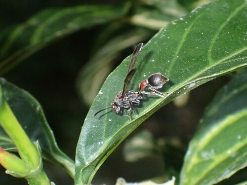 Ropalidia parartifex
