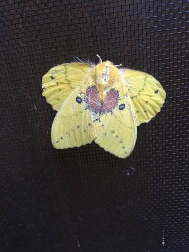 Rose Myrtle Lappet Moth · Trabala vishnou