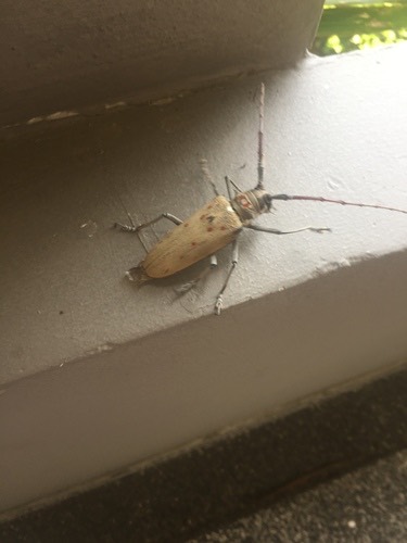 Mango-tree Longicorn Borer · Batocera numitor