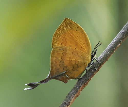 Yasoda tripunctata tripunctata