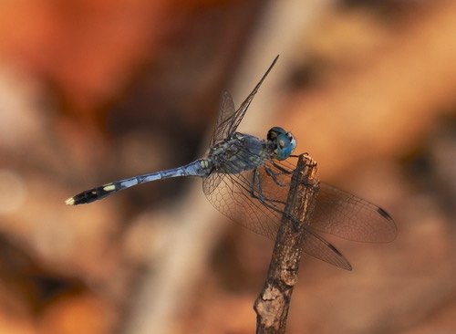 แมลงปอบ้านสองสีฟ้า · Chalky Percher · Diplacodes trivialis