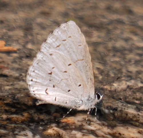 ผีเสื้อฟ้าพุ่มขอบปีกจาง · pale hedge blue · Udara dilectus