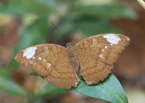 Tanaecia julii odilina