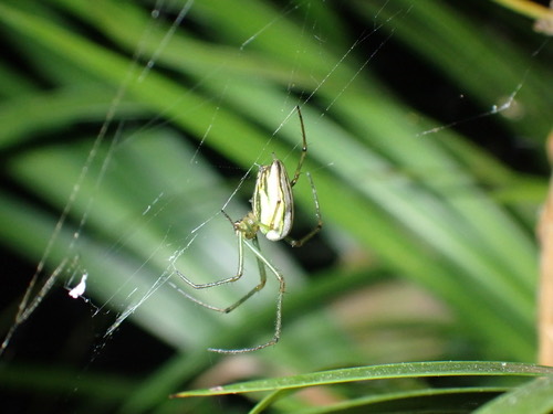 แมงมุมเขี้ยวใหญ่เซเลบีส · Black-striped Orchard Spider · Leucauge celebesiana