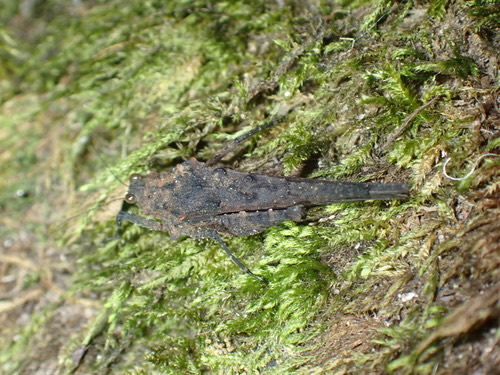 Scelimena songkrana