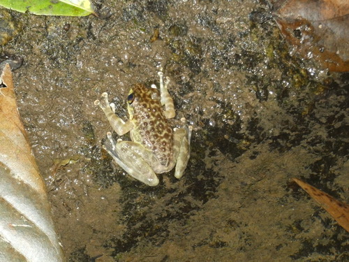 ปาดคลายหินเมืองเหนือ · Marbled Cascade Frog · Amolops marmoratus