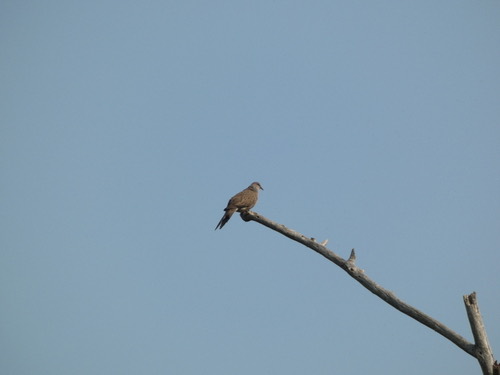 นกเขาใหญ่ · Spotted Dove · Spilopelia chinensis