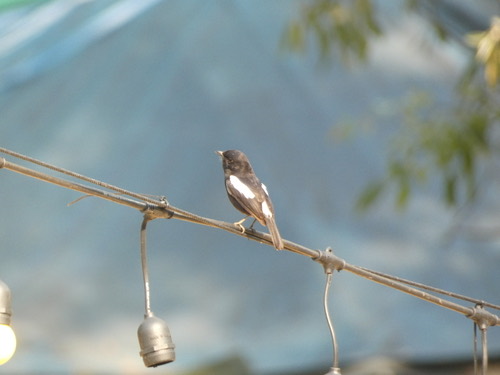 นกยอดหญ้าสีดำ · Pied Bushchat · Saxicola caprata