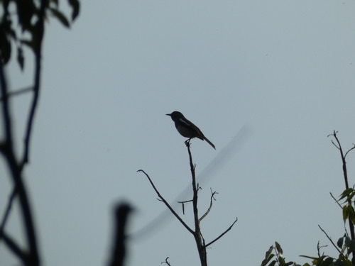 นกกางเขนบ้าน · Oriental Magpie-Robin · Copsychus saularis