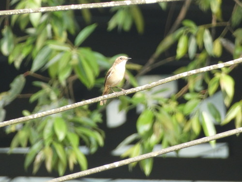 นกยอดหญ้าสีเทา · Grey Bushchat · Saxicola ferreus