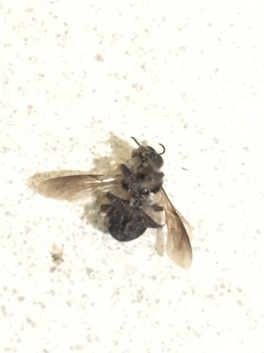 ผึ้งหลวง · Giant Honey Bee · Apis dorsata