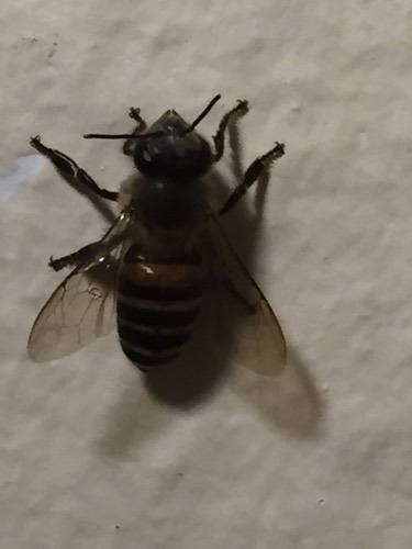 ผึ้งโพรง · Asian Honey Bee · Apis cerana