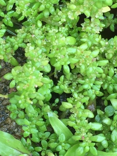 ขมหิน · Artillery Plant · Pilea microphylla
