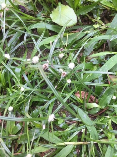 หญ้าตุ้มหู · whitehead spikesedge · Cyperus mindorensis