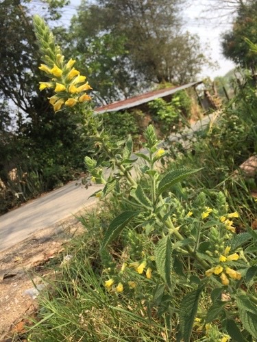 หญ้าน้ำดับไฟ · Lindenbergia philippensis