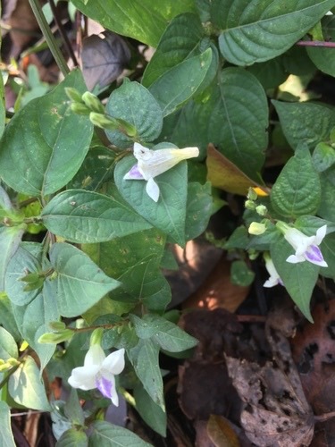 หญ้าใบพริก · African Coromandel · Asystasia intrusa