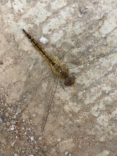 แมลงปอบ้านแผ่นปีกกว้าง · Wandering Glider · Pantala flavescens