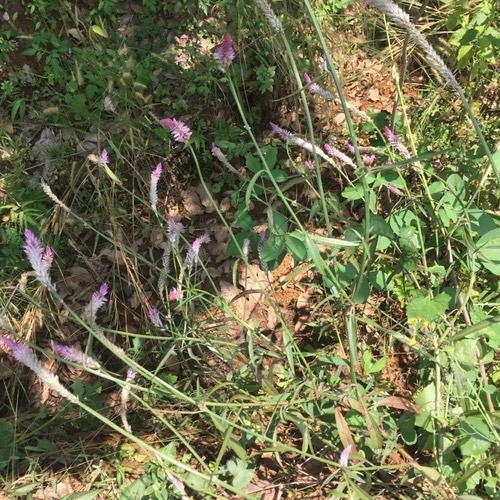 หงอนไก่ · Quail Grass · Celosia argentea