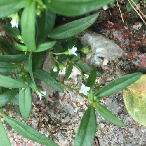 หญ้าลิ้นงู · Old World Diamond Flower · Oldenlandia corymbosa
