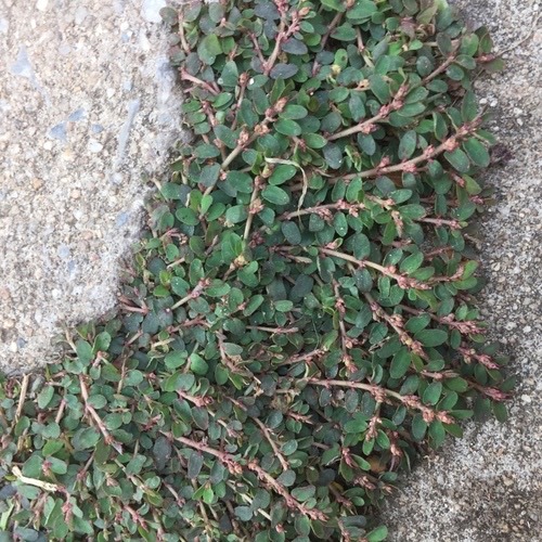 น้ำนมราชสีห์เล็ก · Red Caustic-creeper · Euphorbia thymifolia