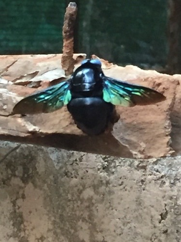 แมลงภู่ยักษ์หนวดแคบ · Slender-scaped Carpenter Bee · Xylocopa tenuiscapa