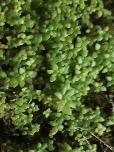 ขมหิน · Artillery Plant · Pilea microphylla