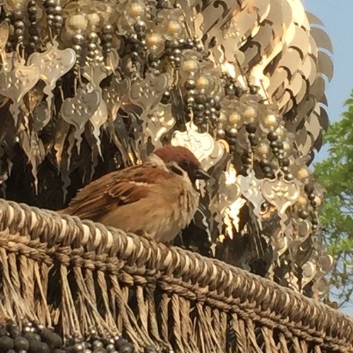 นกกระจอกบ้าน · Eurasian Tree Sparrow · Passer montanus