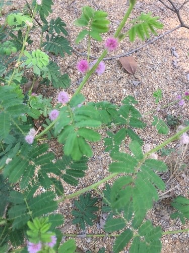 ไมยราบยักษ์ · Giant Sensitive Plant · Mimosa pigra