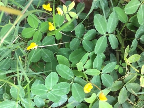 ถั่วลิสงเถา · pinto peanut · Arachis pintoi