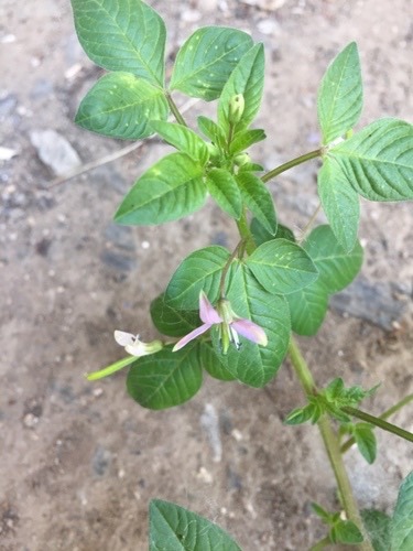ผักเสี้ยนขน · Purple Cleome · Cleome rutidosperma