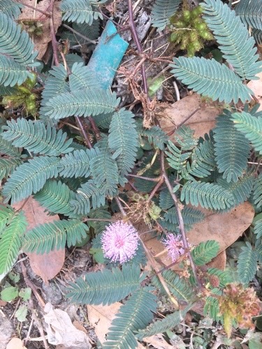 ไมยราบ · Sensitive Plant · Mimosa pudica
