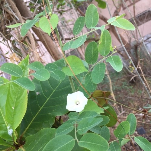 โตงวะ · Obscure Morning Glory · Ipomoea obscura