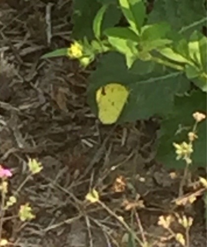 ผีเสื้อเณรธรรมดา · Common Grass Yellow · Eurema hecabe